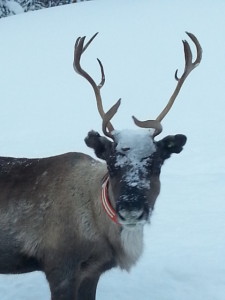 Rudolf hälsar!